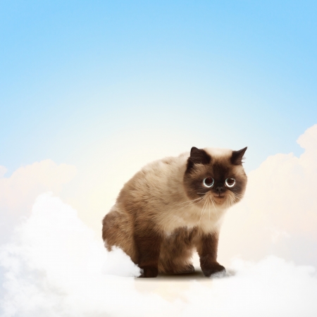 Funny fluffy cat against color background  Collageの写真素材
