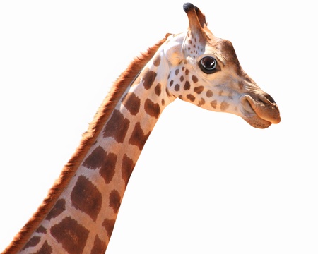 Muzzle fun spotted giraffe on a light background  Collage の写真素材