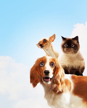 Three home pets next to each other on a light background  funny collageの写真素材