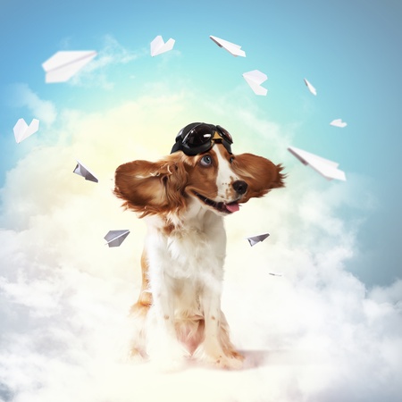 A dog wearing a helmet pilot  Dreams of the sky  Funny Collageの写真素材