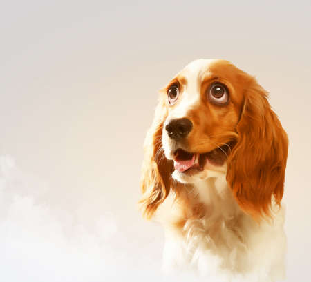 Funny dog portrait on a light background  Collage の写真素材