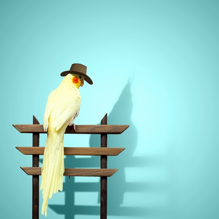 Image of funny yellow parrot wearing hatの写真素材