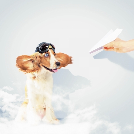 Image of funny spaniel dog in pilot helmetの写真素材