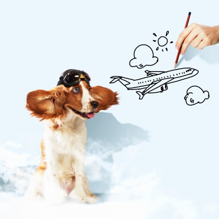 Image of funny spaniel dog in pilot helmetの写真素材