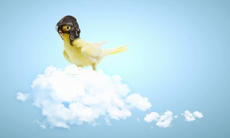 Image of funny parrot in funny hatの写真素材