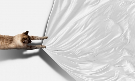 Image of jumping Siamese cat playing with with sheetの写真素材