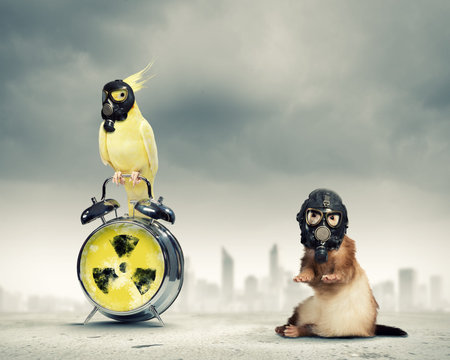 Cat and parrot in gas masks  Ecology conceptの写真素材