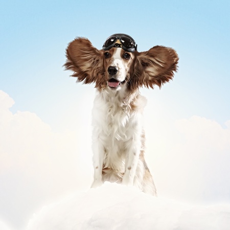 A dog wearing a helmet pilot  Dreams of the sky  Funny Collageの写真素材