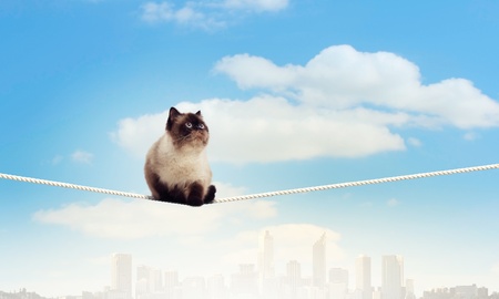 Image of siamese cat sitting on rope high in skyの写真素材