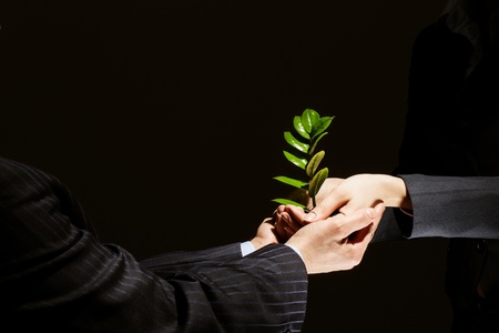 Close up of businessmen hands with sprout in palmsの写真素材