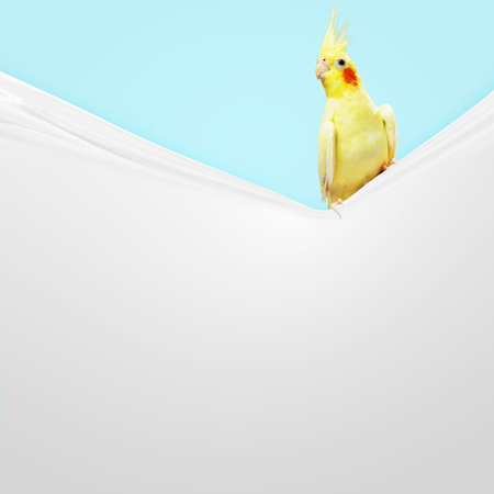 Parrot sitting on blank banner  Place for text