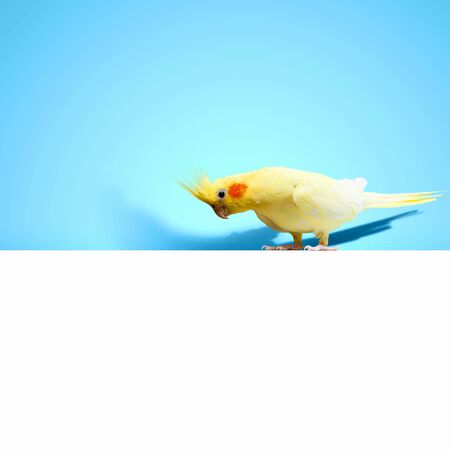 Parrot sitting on blank banner  Place for textの写真素材