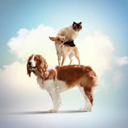 Three home pets next to each other on a light background  funny collageの写真素材