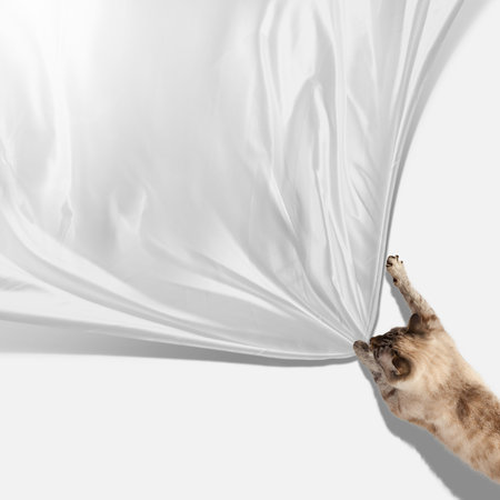 Image of jumping Siamese cat playing with with sheet