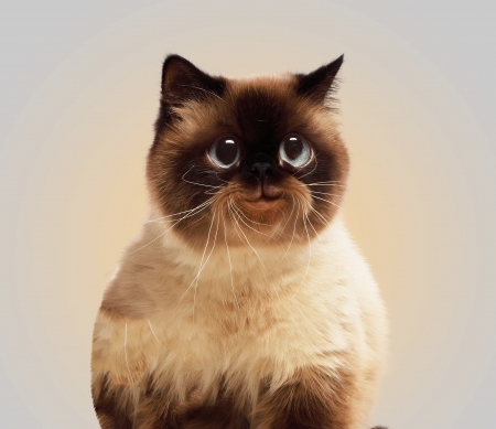 Funny fluffy cat against color background  Collageの写真素材