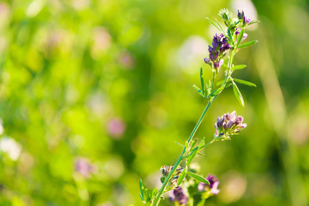 Fresh and grass flowers in green summer field