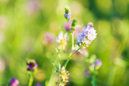 Fresh and grass flowers in green summer fieldの写真素材