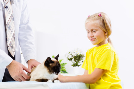 Siamese cat lying on table and checked up by veterinarianの写真素材