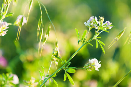Fresh and grass flowers in green summer fieldの写真素材