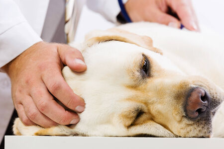 Labrador lying on table checked up by veterinarianの写真素材