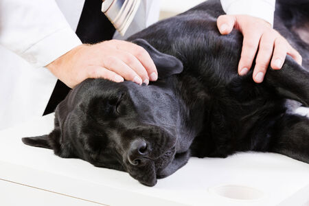 Labrador lying on table checked up by veterinarianの写真素材