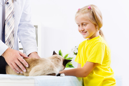 Siamese cat lying on table and checked up by veterinarianの写真素材