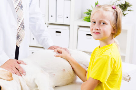 Labrador lying on table checked up by veterinarianの写真素材