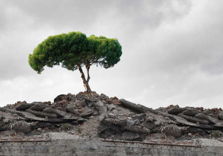 Conceptual image of green tree standing on ruinsの写真素材