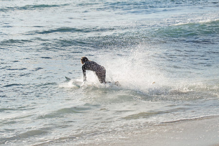 A surfer with his surfboard at the beachの写真素材