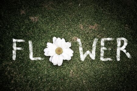 Word flower with camomile instead of letter Oの写真素材