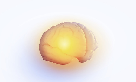 Concept of human intelligence with human brain on white backgroundの写真素材