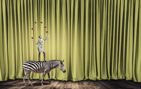 Young businesswoman standing on zebra and juggling with ballsの写真素材