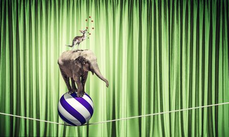 Circus animals standing in stack and balancing on ropeの写真素材