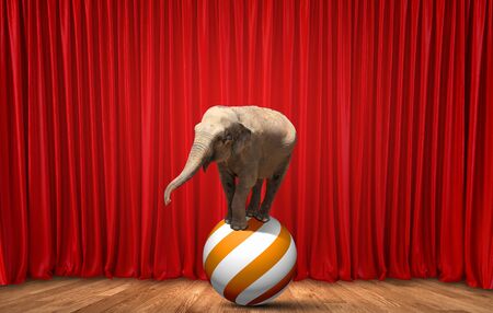 Circus elephant on stage balancing on ballの写真素材