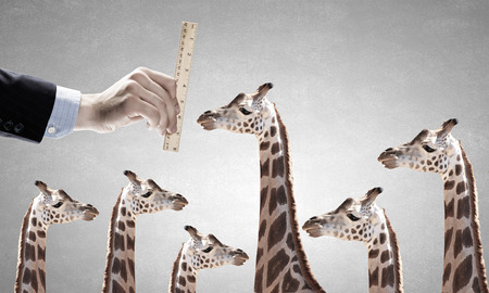 Close up of male hand measuring giraffe with rulerの写真素材
