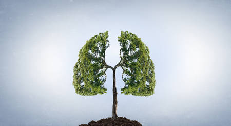 Conceptual image with green tree growing in soilの写真素材