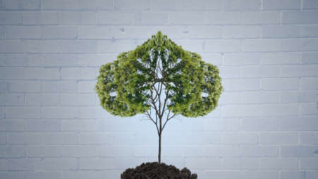 Conceptual image with green tree growing in soilの写真素材