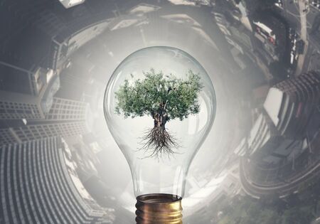 Glass lightbulb with green tree growing insideの写真素材