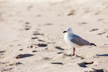 Seagull standing on sandy beachの写真素材