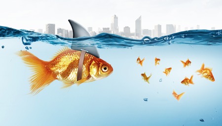 Little goldfish in water wearing shark fin to scare predators