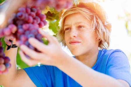 Boy picking grapes in vineyardの写真素材