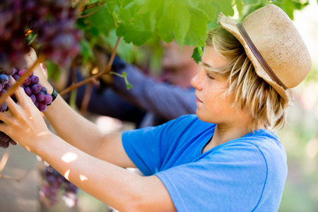 Boy picking grapes in vineyardの写真素材