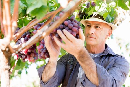 Man wearing hat haversting grape in vineyardの写真素材