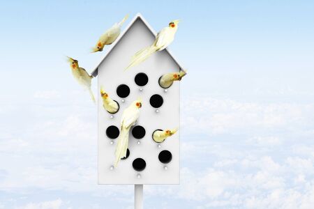 Many parrots living in one wooden nestling boxの写真素材