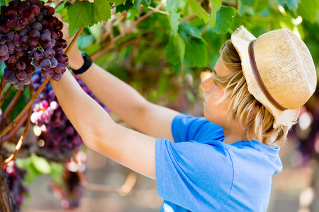 Boy picking grapes in vineyardの写真素材