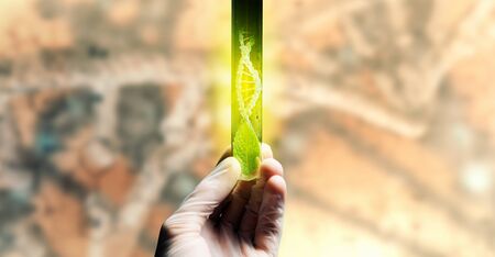 Close up of human hand holding test tube with green sproutの写真素材
