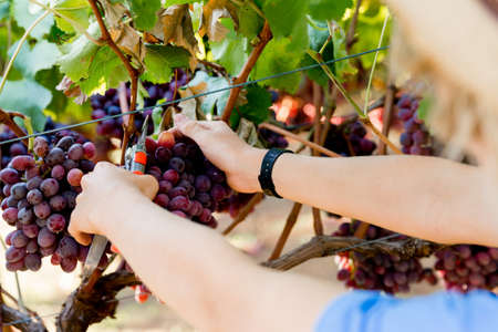 Male hands holding grapes in the vineyardの写真素材