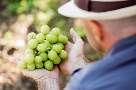 Man wearing hat standing in vineyard