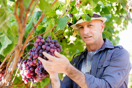 Man wearing hat haversting grape in vineyardの写真素材