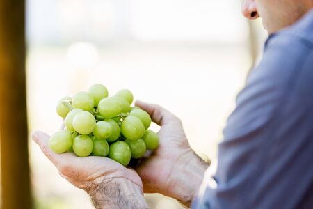 Male hands holding grapes in the vineyardの写真素材